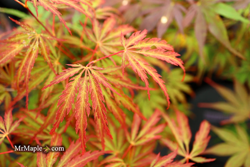 - Acer palmatum 'Jeddeloh Orange' Weeping Japanese Maple - Mr Maple │ Buy Japanese Maple Trees