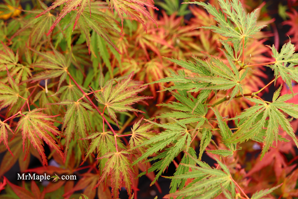 Acer palmatum 'Jeddeloh Orange' Weeping Japanese Maple