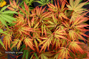 - Acer palmatum 'Jeddeloh Orange' Weeping Japanese Maple - Mr Maple │ Buy Japanese Maple Trees