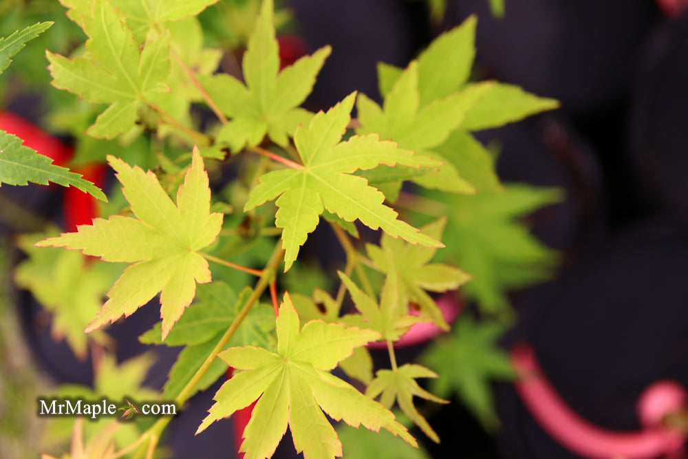 Acer palmatum 'Ueno Homare' Rare Japanese Maple