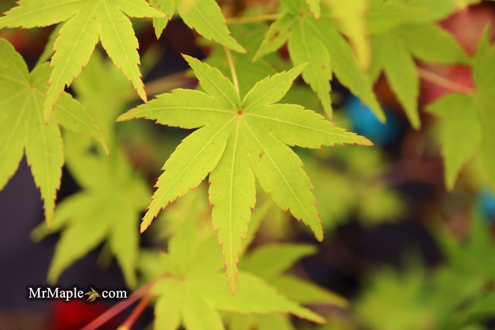 Acer palmatum 'Ueno Homare' Rare Japanese Maple