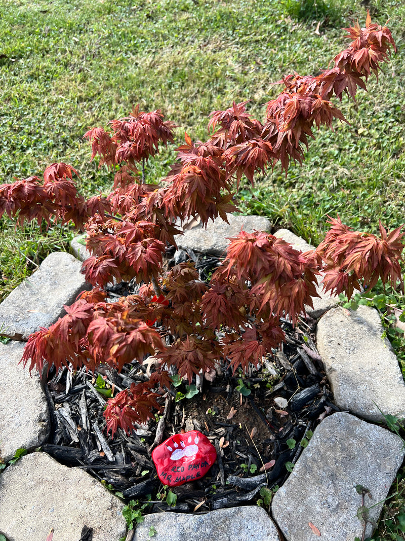 Acer palmatum Red Panda™ Japanese Maple