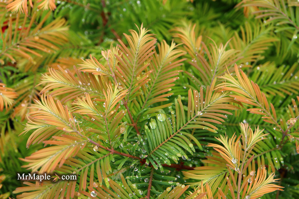 Metasequoia glyptostroboides 'Daweswood Tawny Fleece'' Dwarf Dawes Arboretum WB Bronze Dawn Redwood