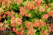 - Acer palmatum 'Ramona' Rare Japanese Maple - Mr Maple │ Buy Japanese Maple Trees