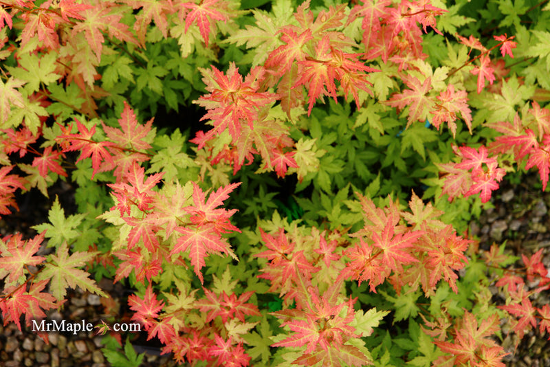 - Acer palmatum 'Ramona' Rare Japanese Maple - Mr Maple │ Buy Japanese Maple Trees