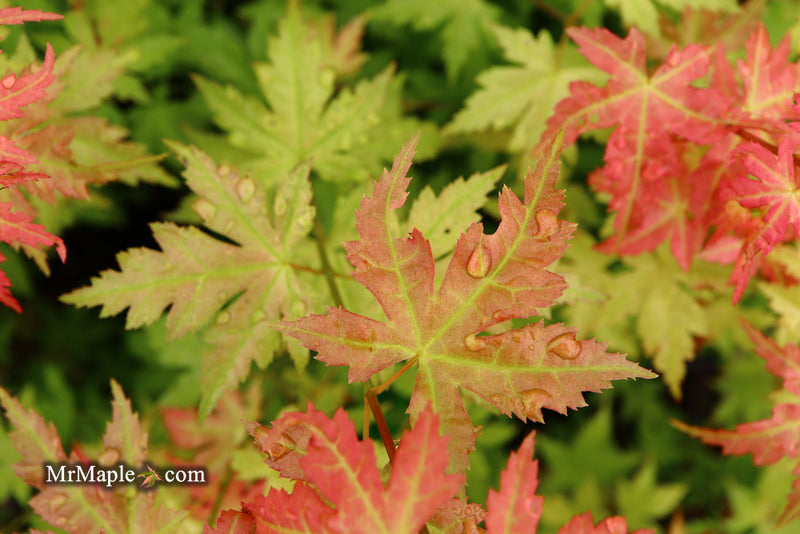 - Acer palmatum 'Ramona' Rare Japanese Maple - Mr Maple │ Buy Japanese Maple Trees