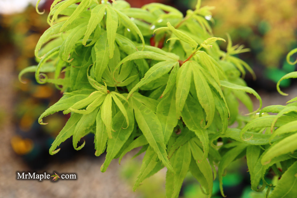 Acer palmatum 'El Tigre' Mendoza Japanese Maple