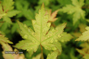 - Acer palmatum 'Ramona' Rare Japanese Maple - Mr Maple │ Buy Japanese Maple Trees