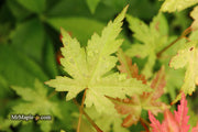 - Acer palmatum 'Ramona' Rare Japanese Maple - Mr Maple │ Buy Japanese Maple Trees