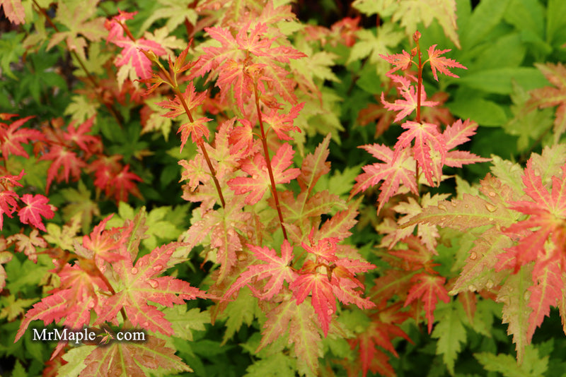 - Acer palmatum 'Ramona' Rare Japanese Maple - Mr Maple │ Buy Japanese Maple Trees