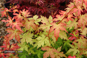 - Acer palmatum 'Ramona' Rare Japanese Maple - Mr Maple │ Buy Japanese Maple Trees