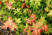 - Acer palmatum 'Ramona' Rare Japanese Maple - Mr Maple │ Buy Japanese Maple Trees
