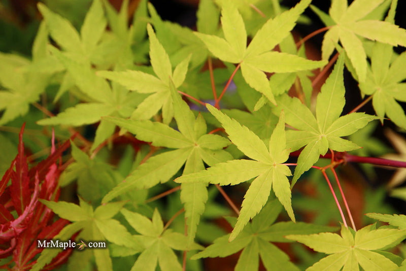 - FOR PICK UP ONLY | Acer palmatum 'Golden Falls' Weeping Golden Japanese Maple | DOES NOT SHIP - Mr Maple │ Buy Japanese Maple Trees