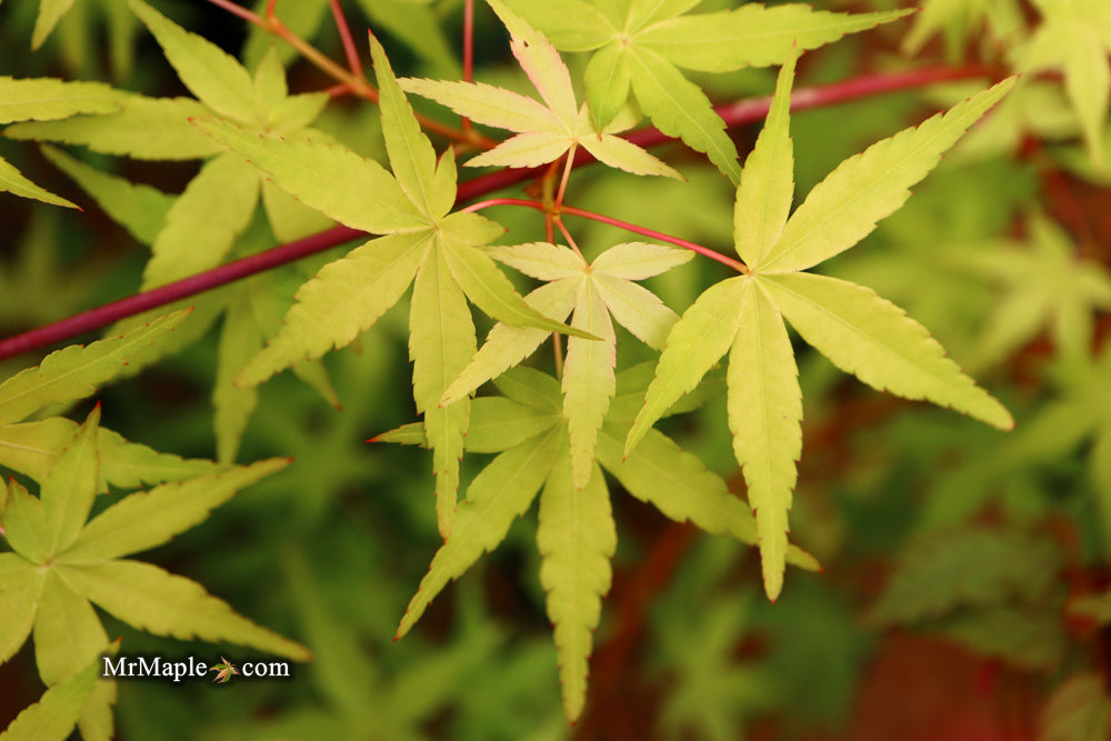 FOR PICK UP ONLY | Acer palmatum 'Golden Falls' Weeping Golden Japanese Maple | DOES NOT SHIP