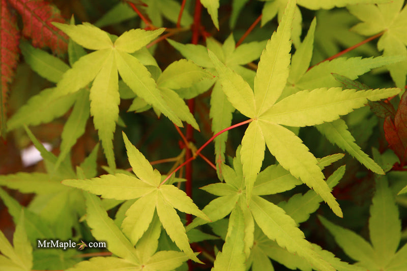 - FOR PICK UP ONLY | Acer palmatum 'Golden Falls' Weeping Golden Japanese Maple | DOES NOT SHIP - Mr Maple │ Buy Japanese Maple Trees