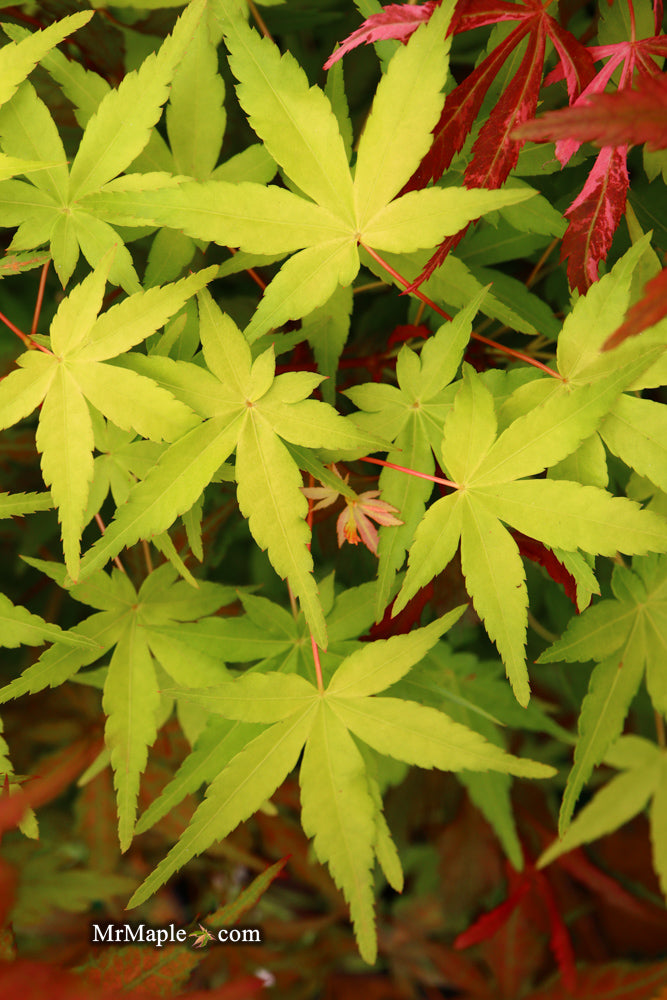 - FOR PICK UP ONLY | Acer palmatum 'Golden Falls' Weeping Golden Japanese Maple | DOES NOT SHIP - Mr Maple │ Buy Japanese Maple Trees