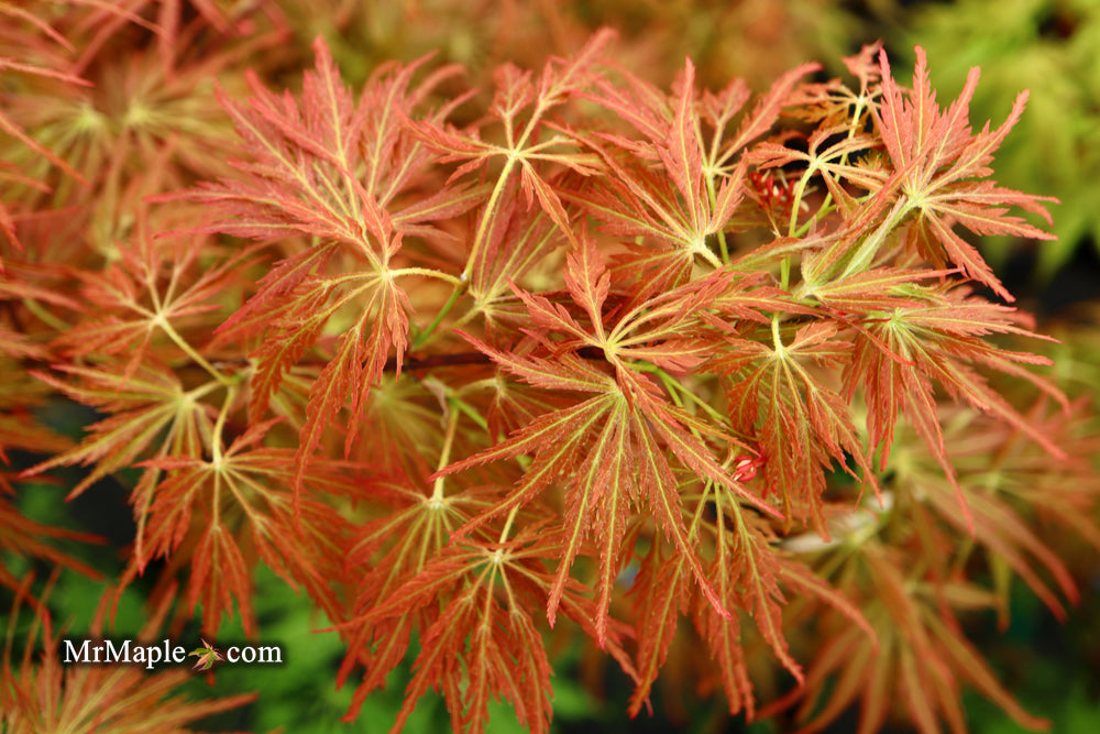 Acer palmatum 'Emma' Weeping Japanese Maple