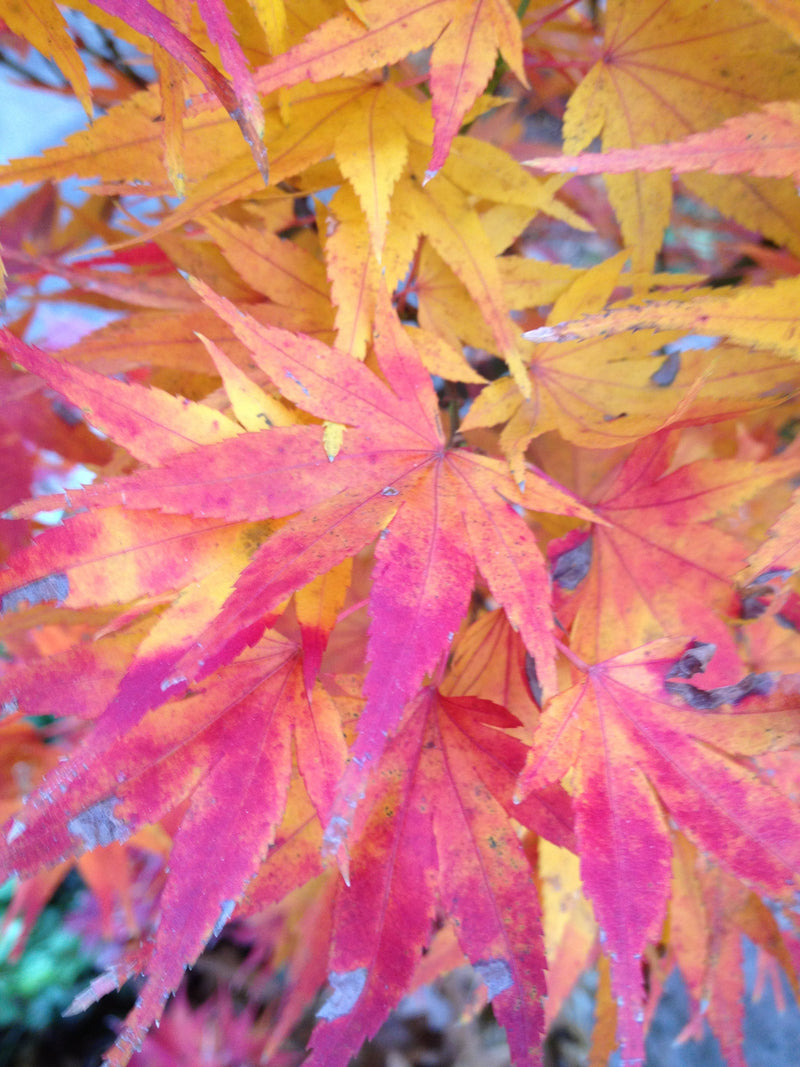 - FOR PICK UP ONLY | Acer palmatum 'Mikawa yatsubusa' Dwarf Japanese Maple | DOES NOT SHIP - Mr Maple │ Buy Japanese Maple Trees