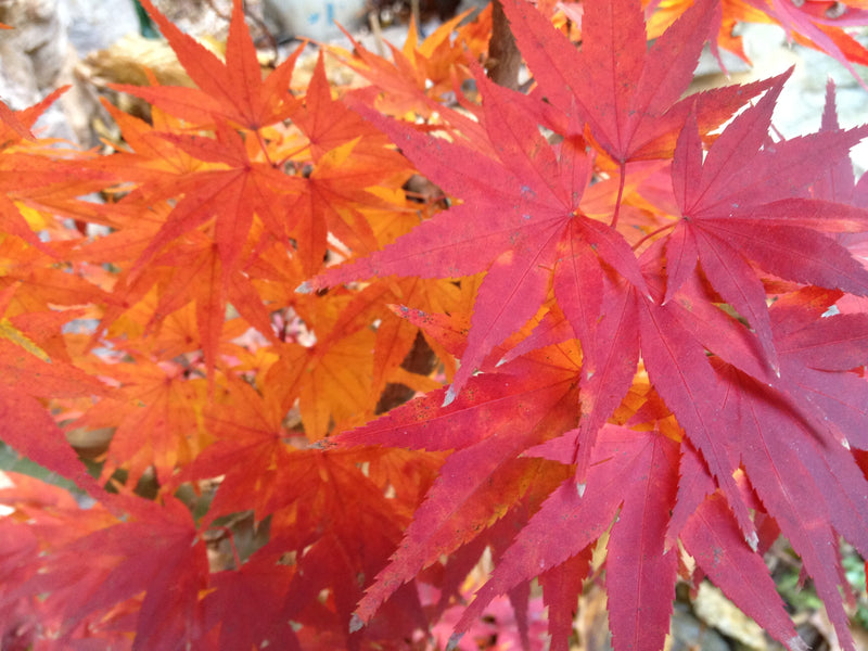 - FOR PICK UP ONLY | Acer palmatum 'Mikawa yatsubusa' Dwarf Japanese Maple | DOES NOT SHIP - Mr Maple │ Buy Japanese Maple Trees