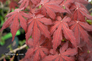 - Acer palmatum 'Dark Knight' Japanese Maple - Mr Maple │ Buy Japanese Maple Trees