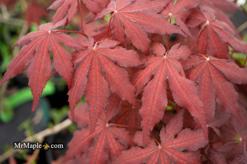 - Acer palmatum 'Dark Knight' Japanese Maple - Mr Maple │ Buy Japanese Maple Trees