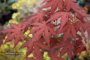 - Acer palmatum 'Dark Knight' Japanese Maple - Mr Maple │ Buy Japanese Maple Trees