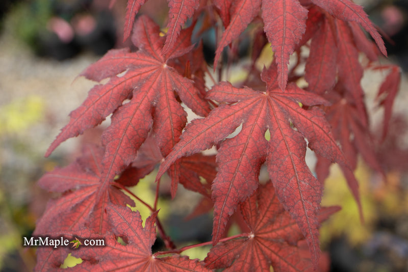 - Acer palmatum 'Dark Knight' Japanese Maple - Mr Maple │ Buy Japanese Maple Trees