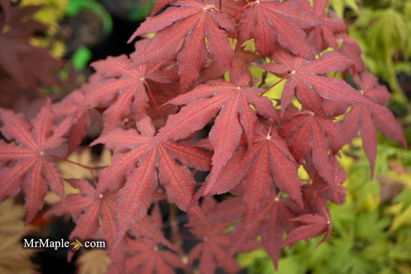 - Acer palmatum 'Dark Knight' Japanese Maple - Mr Maple │ Buy Japanese Maple Trees