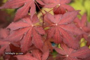 - Acer palmatum 'Dark Knight' Japanese Maple - Mr Maple │ Buy Japanese Maple Trees