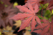 - Acer palmatum 'Dark Knight' Japanese Maple - Mr Maple │ Buy Japanese Maple Trees