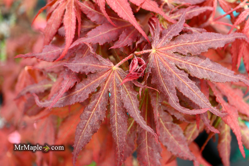 - Acer palmatum 'Purple Ghost' Japanese Maple - Mr Maple │ Buy Japanese Maple Trees
