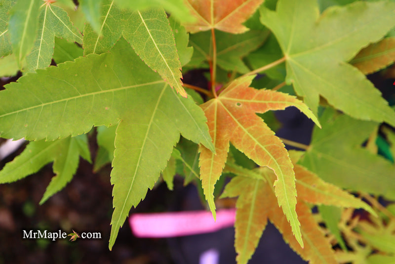 - Acer oliverianum 'Hot Rod' Japanese Maple - Mr Maple │ Buy Japanese Maple Trees