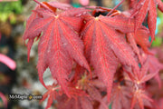 - Acer palmatum 'Purple Ghost' Japanese Maple - Mr Maple │ Buy Japanese Maple Trees