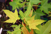 - Acer oliverianum 'Hot Rod' Japanese Maple - Mr Maple │ Buy Japanese Maple Trees