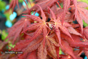 - Acer palmatum 'Purple Ghost' Japanese Maple - Mr Maple │ Buy Japanese Maple Trees