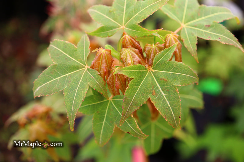 - Acer oliverianum 'Hot Rod' Japanese Maple - Mr Maple │ Buy Japanese Maple Trees