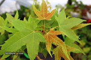 - Acer oliverianum 'Hot Rod' Japanese Maple - Mr Maple │ Buy Japanese Maple Trees