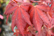 - Acer palmatum 'Purple Ghost' Japanese Maple - Mr Maple │ Buy Japanese Maple Trees
