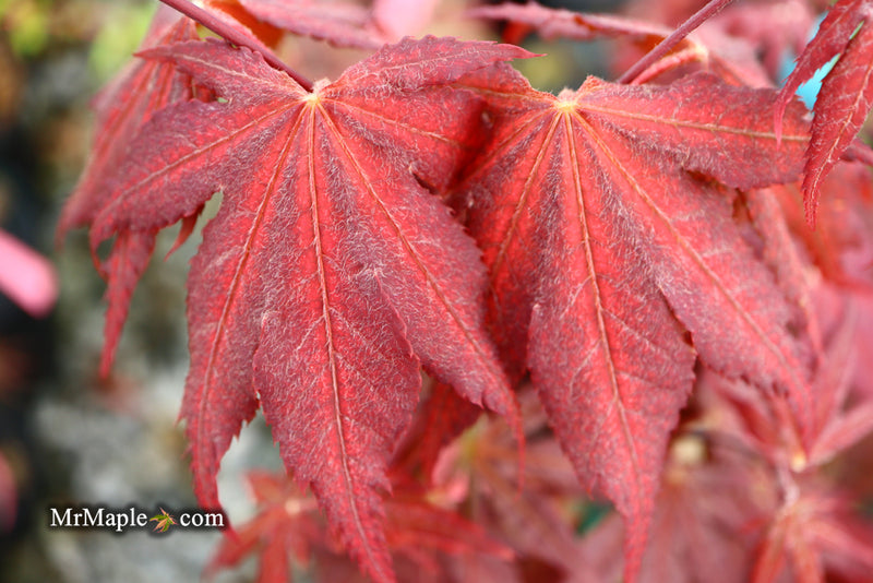 - Acer palmatum 'Purple Ghost' Japanese Maple - Mr Maple │ Buy Japanese Maple Trees