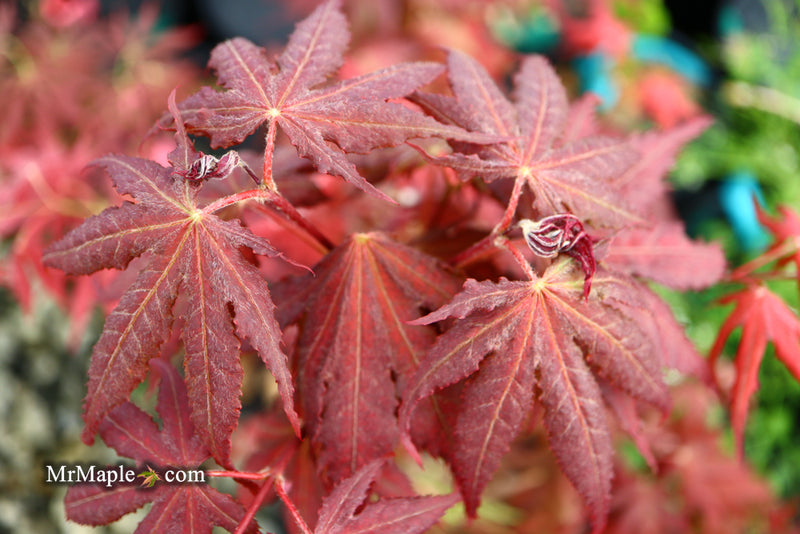- Acer palmatum 'Purple Ghost' Japanese Maple - Mr Maple │ Buy Japanese Maple Trees