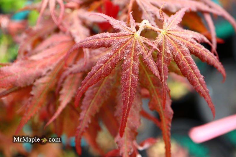 - Acer palmatum 'Purple Ghost' Japanese Maple - Mr Maple │ Buy Japanese Maple Trees