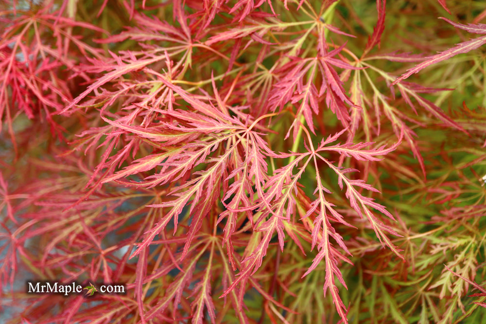 Acer palmatum 'Irish Lace' Japanese Maple