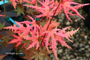- Acer palmatum 'Ruby de Sofia’ Japanese Maple - Mr Maple │ Buy Japanese Maple Trees