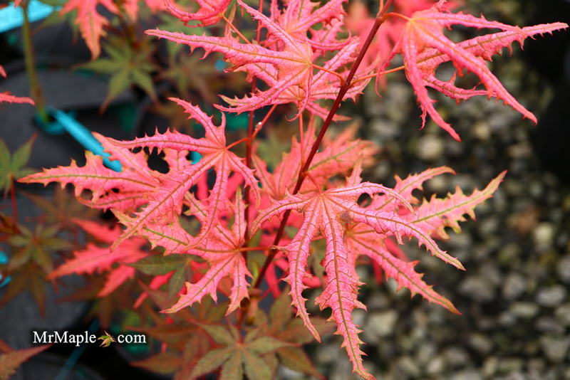 - Acer palmatum 'Ruby de Sofia’ Japanese Maple - Mr Maple │ Buy Japanese Maple Trees