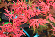 - Acer palmatum 'Ruby de Sofia’ Japanese Maple - Mr Maple │ Buy Japanese Maple Trees