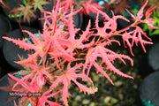 - Acer palmatum 'Ruby de Sofia’ Japanese Maple - Mr Maple │ Buy Japanese Maple Trees