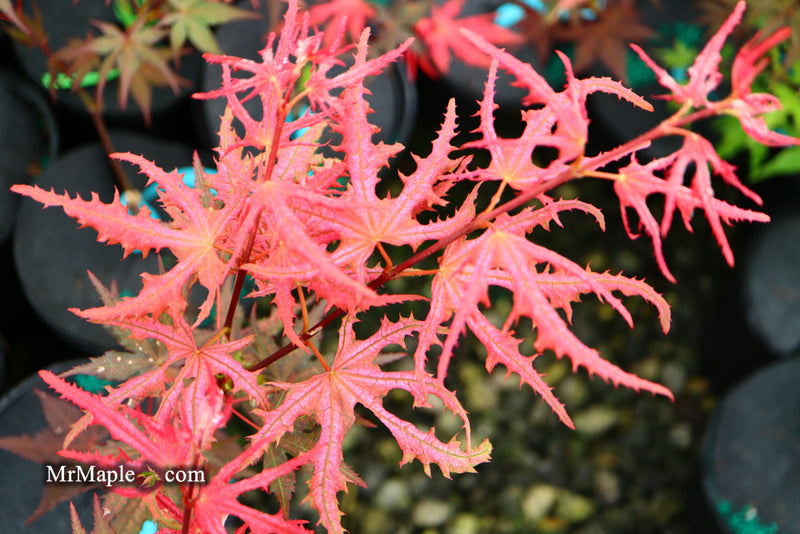 - Acer palmatum 'Ruby de Sofia’ Japanese Maple - Mr Maple │ Buy Japanese Maple Trees
