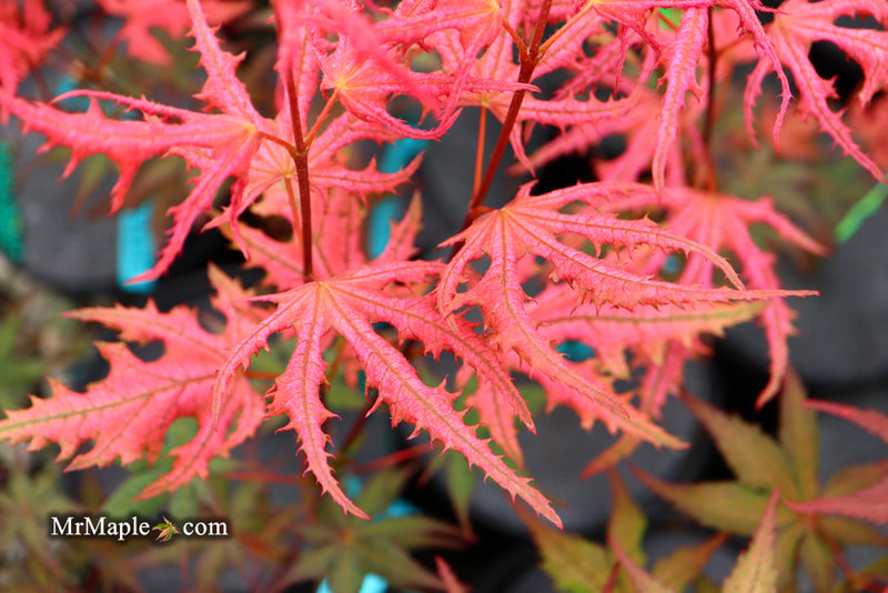 - Acer palmatum 'Ruby de Sofia’ Japanese Maple - Mr Maple │ Buy Japanese Maple Trees