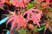 - Acer palmatum 'Ruby de Sofia’ Japanese Maple - Mr Maple │ Buy Japanese Maple Trees