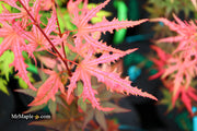 - Acer palmatum 'Ruby de Sofia’ Japanese Maple - Mr Maple │ Buy Japanese Maple Trees